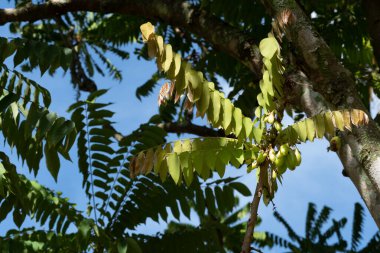 Meyve bahçesindeki ağaç gövdesinde Bilimbi, Bilimbing, Salatalık ağacı, Averrhoa Bilimbi L. 'nin taze yeşil meyveleri asılı.