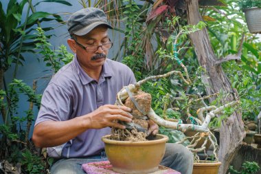 Asyalı bonsai sanatçısı bonsai ağacının saksısını değiştiriyor. Bonsai rock konsepti üzerine