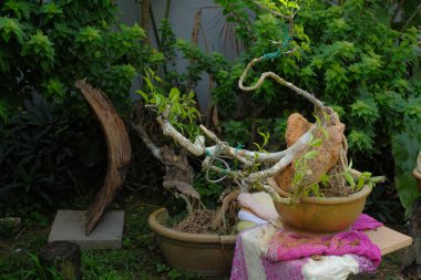 Asyalı bonsai sanatçısı bonsai ağacının saksısını değiştiriyor. Bonsai rock konsepti üzerine