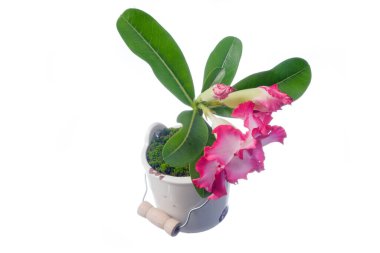 Pink Adenium on a white background clipart