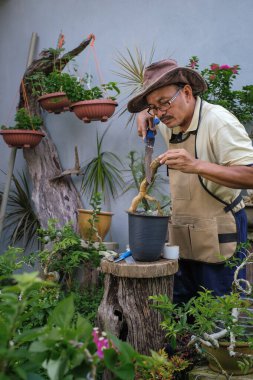 Bir adam bahçede adım adım Bougainvillea çiçeği naklediyor.