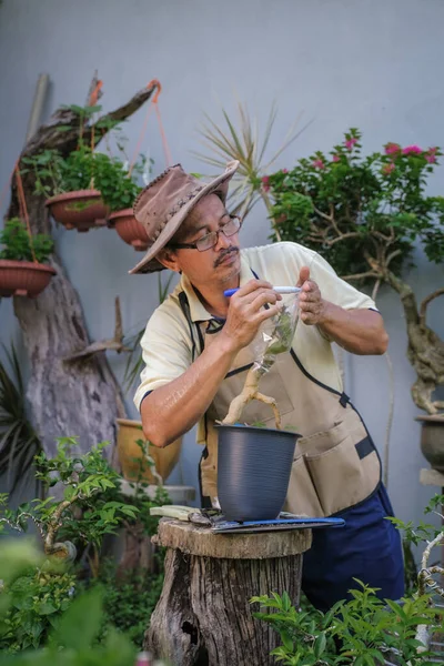 Bir adam bahçede adım adım Bougainvillea çiçeği naklediyor.