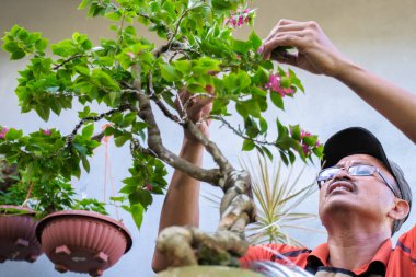 Bahçıvan aranjmanı, Bougainvillea ağaçlarını budamak ve kablolamak. Bahçıvan dalları budamak için budama makası kullanıyor. Bahçe dekorasyonu kavramı
