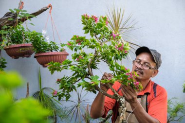 Bahçıvan aranjmanı, Bougainvillea ağaçlarını budamak ve kablolamak. Bahçıvan dalları budamak için budama makası kullanıyor. Bahçe dekorasyonu kavramı