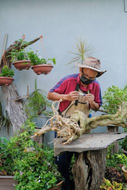 Bahçıvan, begonvil ağacıyla şapka ve yüz maskesi takıyor ve bonsai nakli için gerekli malzemeyi taşıyor.
