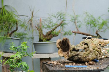 Bahçıvan, begonvil ağacıyla şapka ve yüz maskesi takıyor ve bonsai nakli için gerekli malzemeyi taşıyor.