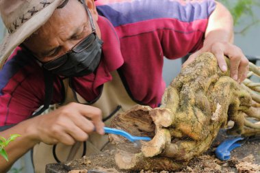 Şapka ve yüz maskesi takan bahçıvan bonsai nakli için bougainville ağacını temizlemek için fırça kullanıyor.