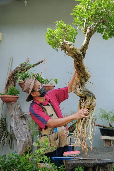 Jardinero Con Sombrero Mascarilla Con Árbol Bougainville Material Para Hacer —  Fotos de Stock