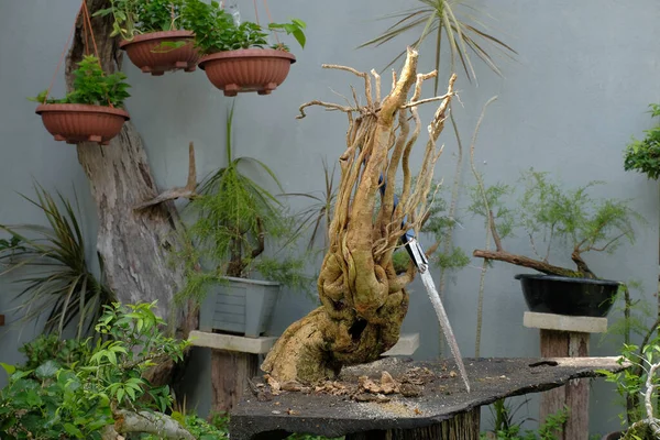 Zahradník Kloboukem Obličejovou Maskou Bougainvillským Stromem Materiálem Pro Výrobu Bonsaje — Stock fotografie