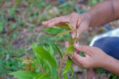 Bahçıvan Durian ağaçlarını güneşli bir günde Durian bahçelerinde inceler.