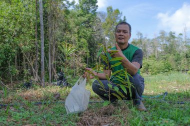 Bahçıvan Durian ağaçlarını güneşli bir günde Durian bahçelerinde inceler.