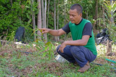 Bahçıvan Durian ağaçlarını güneşli bir günde Durian bahçelerinde inceler.