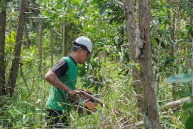 Elektrikli testereyle ağaç kesen bir adam yeni meyve bahçesi hazırlamak için eski ağaçlardan orman plantasyonlarını yakıyor ve kaldırıyor..