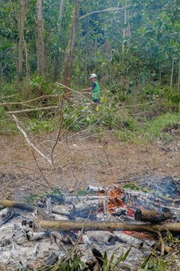Elektrikli testereyle ağaç kesen bir adam yeni meyve bahçesi hazırlamak için eski ağaçlardan orman plantasyonlarını yakıyor ve kaldırıyor..