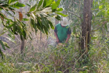Elektrikli testereyle ağaç kesen bir adam yeni meyve bahçesi hazırlamak için eski ağaçlardan orman plantasyonlarını yakıyor ve kaldırıyor..