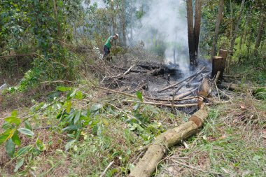 Elektrikli testereyle ağaç kesen bir adam yeni meyve bahçesi hazırlamak için eski ağaçlardan orman plantasyonlarını yakıyor ve kaldırıyor..