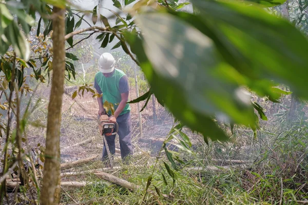 Elektrikli testereyle ağaç kesen bir adam yeni meyve bahçesi hazırlamak için eski ağaçlardan orman plantasyonlarını yakıyor ve kaldırıyor..