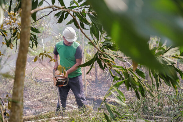 A man sawing a tree with a chainsaw, burning and removes forest plantations from old trees for prepares new orchard.