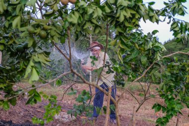 Akşamları organik meyve bahçesinde kireç sulayan yakışıklı çiftçi.