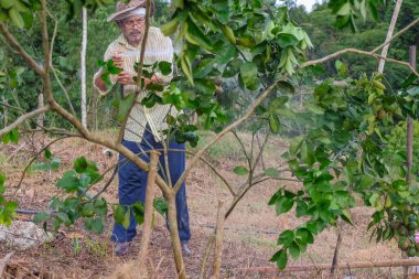 Akşamları organik meyve bahçesinde kireç sulayan yakışıklı çiftçi.