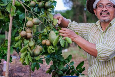 Yaşlı bir çiftçi yeşil kireç ağacının yardımıyla limon ağacı yapraklarını buduyor.