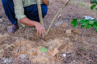 Bahçede çalışan çiftçi. Tarım kireç ağacı dikiyor. Tarım kavramı