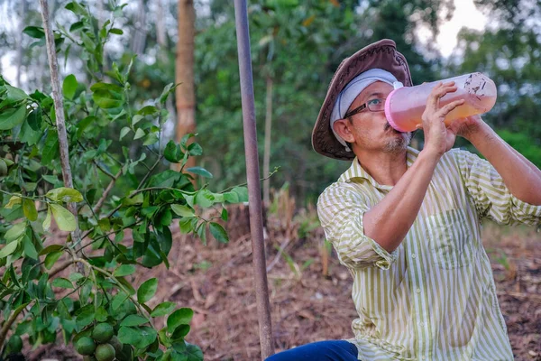 Granjero Mayor Bebiendo Agua Botella Plástico Campo Huerto Plantación Mientras —  Fotos de Stock