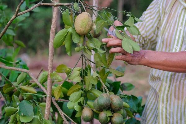 A senior farmer pruning leaves  of lemon tree with the help of cutters  green lime  tree