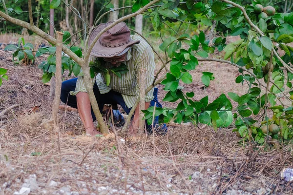 Agricultor Trabajando Jardín Agricultor Plantando Tilo Concepto Agrícola —  Fotos de Stock