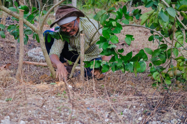 Farmer working in the garden. Farmer planting lime tree . Agricultural concept