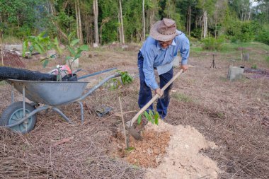 Son sınıf öğrencisi yeni meyve bahçesine durian ağacı dikiyor. Dünya konseptini, doğayı, çevreyi ve ekolojiyi kurtarmak için..
