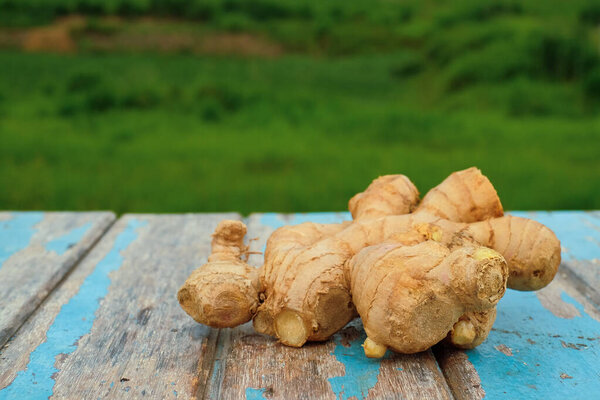 Ginger root on old plank with nature background. Close-up, Selective focus