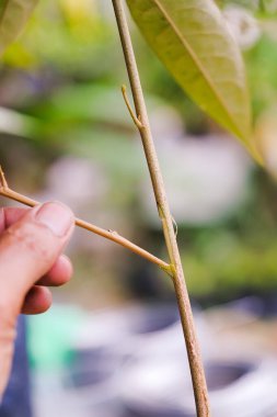 Bahçıvan Durian ağaç dalını bıçak nakli için hazırlıyor..