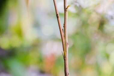 Bahçıvan Durian ağaç dalını bıçak nakli için hazırlıyor..