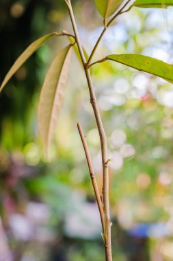 Bahçıvan Durian ağaç dalını bıçak nakli için hazırlıyor..