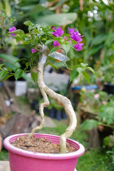 Den Exotiska Bougainvillea Blomma Naturen — Stockfoto