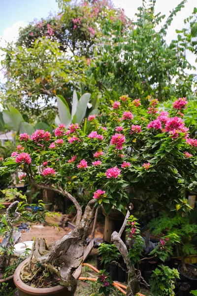 Flor Exótica Buganvilla Naturaleza — Foto de Stock