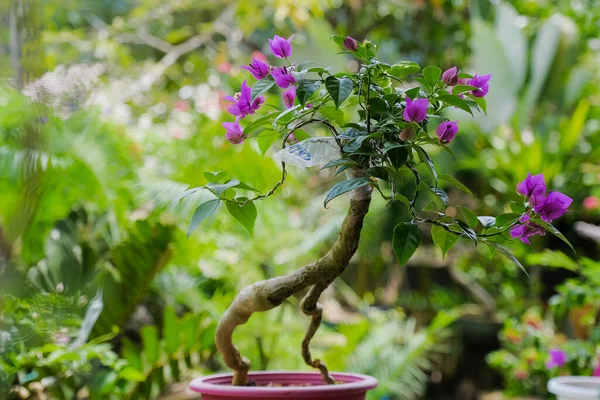 Doğadaki egzotik begonvil çiçeği.