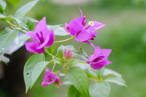 Екзотична Квітка Бугенвіля Природі — стокове фото