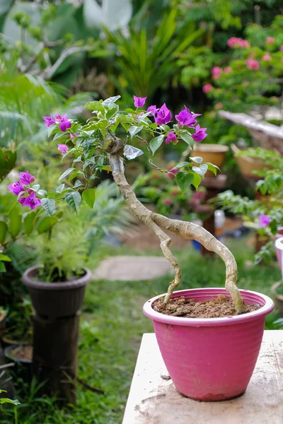 Екзотична Квітка Бугенвіля Природі — стокове фото