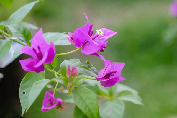 Egzotikus Bougainvillea Virág Természetben — Stock Fotó