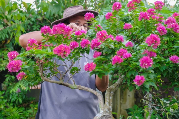 Bahçıvan düzenlemeler yapıyor, Bougainvillea ağaçlarını buduyor ve kabloluyor. Bahçe dekorasyonu kavramı. Bougainvillea aşığı.