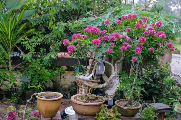 Kertész Elrendezése Metszés Vezetékek Bougainvillea Fák Fogalma Kerti Dekoráció Bougainvillea — Stock Fotó