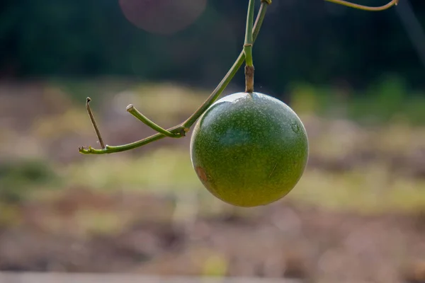 Green Passion Fruit Passiflora Edulis Саду — стоковое фото