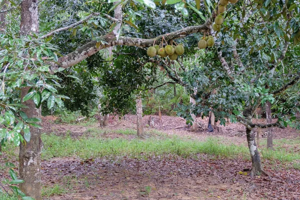 Árvore Duriana Pomar Tropical Malásia — Fotografia de Stock