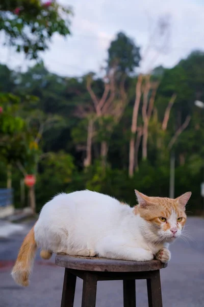 Röd Och Vit Inhemsk Katt Vilar Däck Stol — Stockfoto