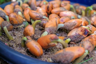 Durian ya da King meyve bitkileri toprakta yetişir.