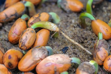 Durian ya da King meyve bitkileri toprakta yetişir.