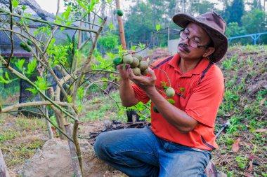 Yakışıklı bahçıvan yeşil limon ağacı yetiştiriyor. Sabahları bahçedeki limon kalitesini kontrol ediyorum.