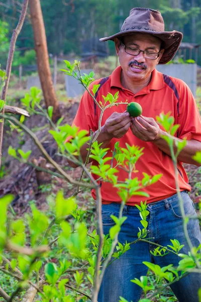Guapo Jardinero Cultiva Planta Limonero Verde Comprobación Calidad Del Limón —  Fotos de Stock